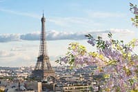 Elegant view of the Eiffel Tower with blooming cherry blossoms in Paris, France.