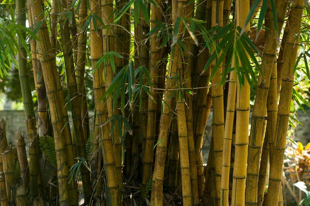 Close-up of dense bamboo grove showcasing natural beauty in Unawatuna, Sri Lanka.