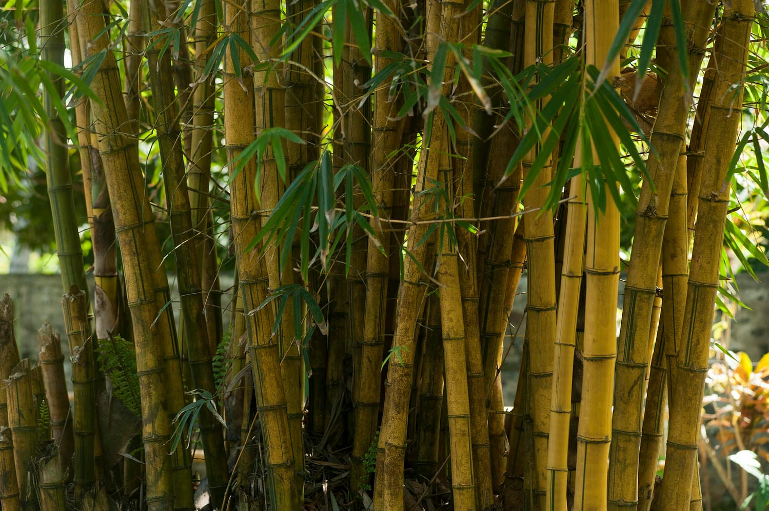 Close-up of dense bamboo grove showcasing natural beauty in Unawatuna, Sri Lanka.