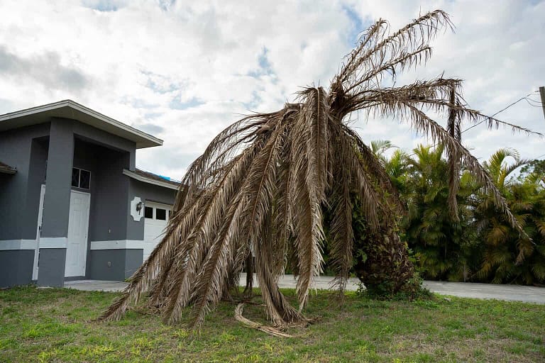 Dead palm tree with dry branches on Florida home backyard. Tree removal concept