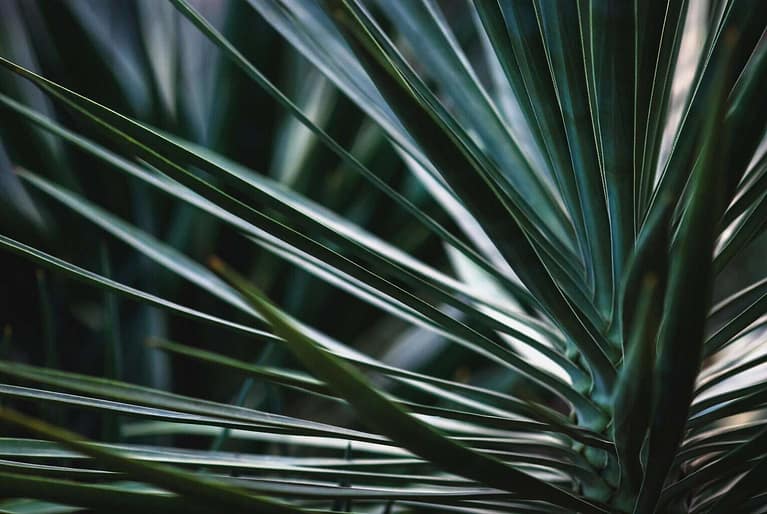 Yucca plant blue-green leaves closeup, Yucca rostrata, Beaked yucca